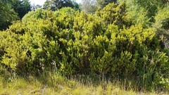 Podocarpus acutifolius