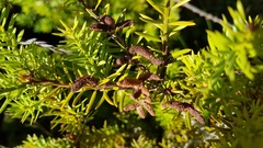 Podocarpus acutifolius