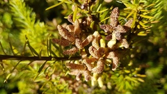 Podocarpus acutifolius