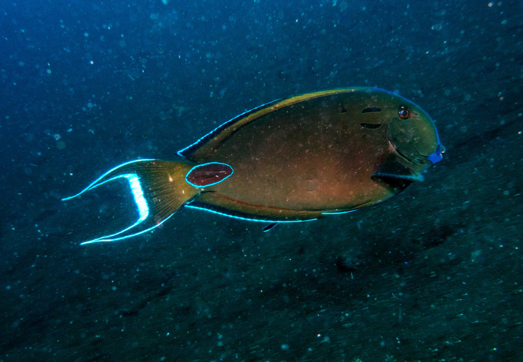 Photo of Tennent's Surgeonfish (Acanthurus tennentii)