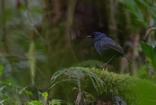 Great Shortwing (Heinrichia calligyna), photo 1