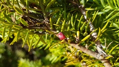 Podocarpus acutifolius