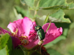 Cryptocephalus sericeus