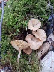 Pseudoarmillariella ectypoides