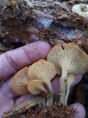 Pseudoarmillariella ectypoides