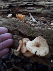 Pseudoarmillariella ectypoides