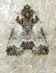 Cerma cerintha