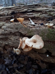 Pseudoarmillariella ectypoides