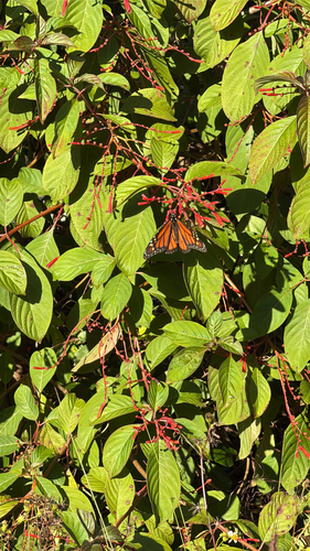 Monarch Butterfly