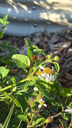 Asian Lady Beetle