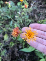 Asteraceae