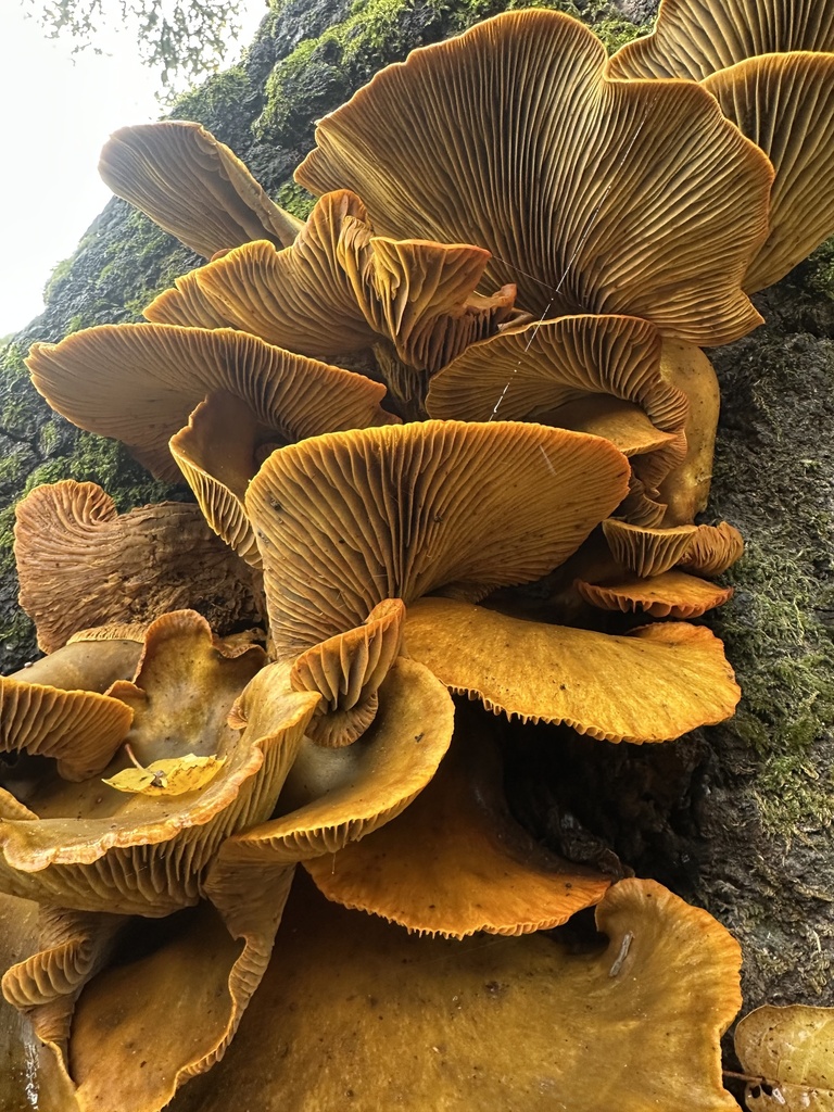 Omphalotus olivascens · November 2025 · photo: © cooper_matuszak (iNaturalist, cc0)