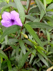 Ruellia simplex