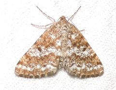 Eufidonia discospilata