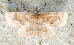 Metarranthis indeclinata