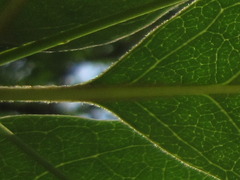 Chionanthus retusus