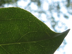 Chionanthus retusus