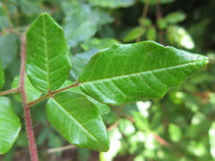 Lespedeza maritima