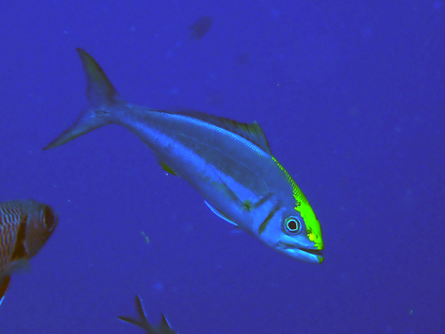 Smalltooth jobfish (Aphareus furca) — Lutjanidae — 3