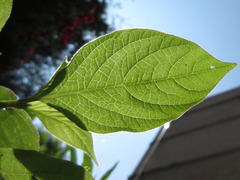 Achyranthes japonica