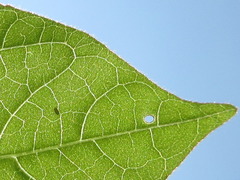 Achyranthes japonica