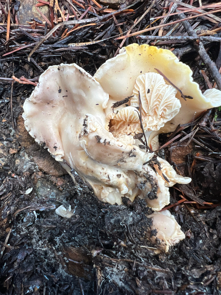 Cantharellus subalbidus · November 2025 · photo: © calibas (iNaturalist, cc0)
