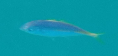 Pseudocaranx georgianus