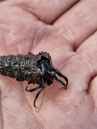 Clibanarius africanus