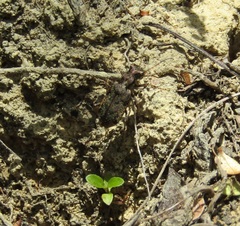 Neocicindela parryi