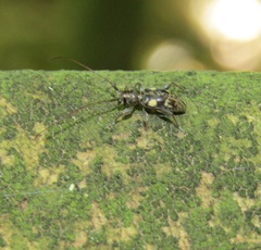 Stenellipsis bimaculata