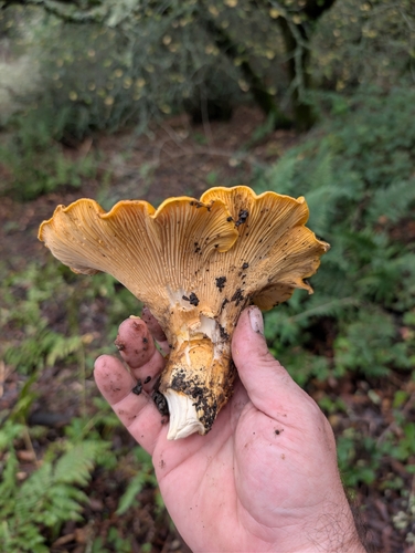 California Golden Chanterelle