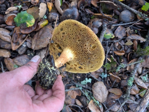 Suede Bolete