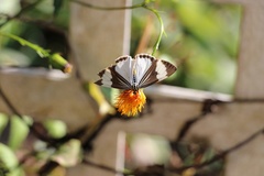 Nyctemera tripunctaria