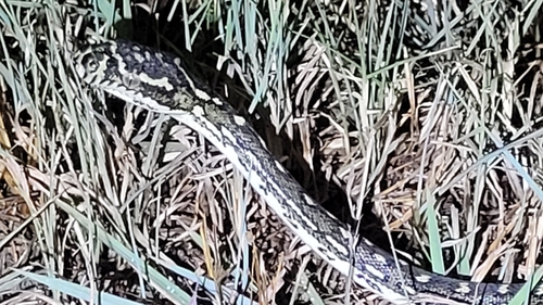 Diamond Python sighting