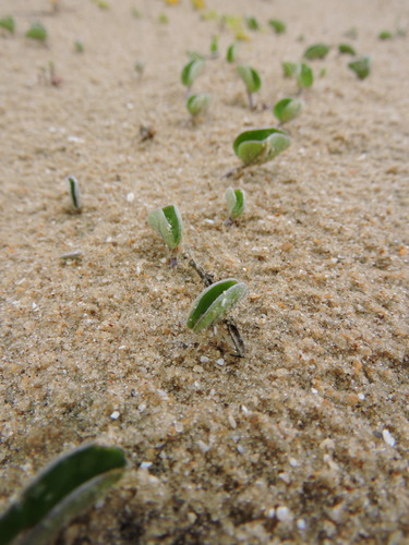 silverleaf ponysfoot (Dichondra sericea)