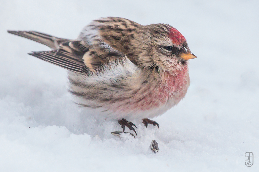 Lesser Redpoll