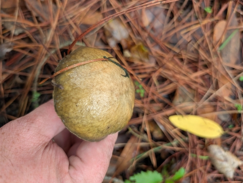 Pungent Slippery Jack
