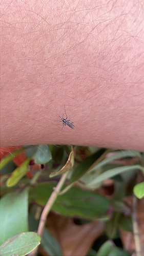 Unknown species found near Founders Dr, Raleigh, NC, US