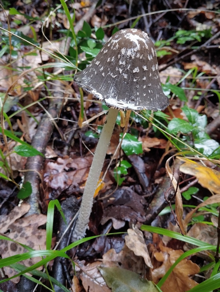 Coprinopsis picacea · November 2025 · photo: © kbosske (iNaturalist, cc-by)
