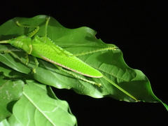 Copiphora rhinoceros