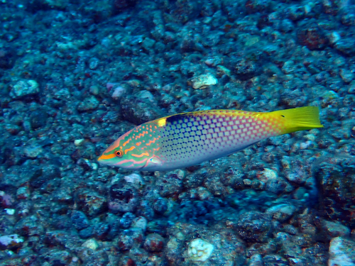Checkerboard wrasse (Halichoeres hortulanus) — Labridae — 5