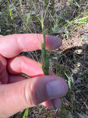barbed goat grass (Aegilops triuncialis)