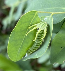 Polyura hebe