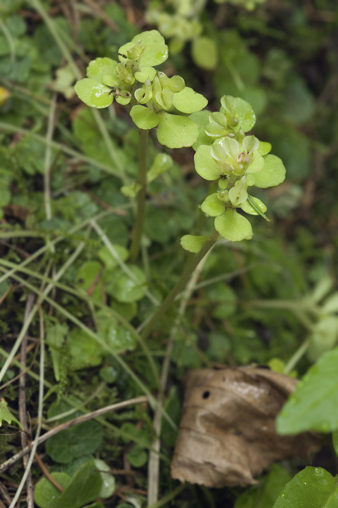 Chrysosplenium grayanum