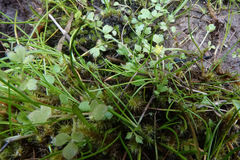 Ranunculus ternatifolius