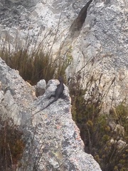 Hemicordylus capensis