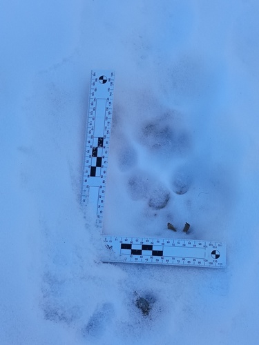 Snow Leopard (Panthera uncia)