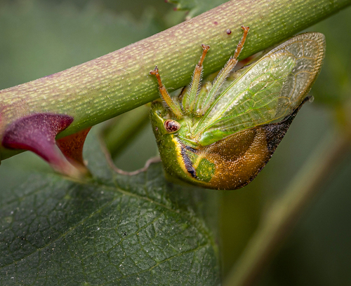 Buffalo Treehopper
