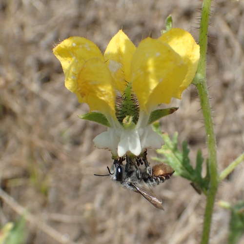 (c) JR Ferrer-Paris, some rights reserved (CC BY)