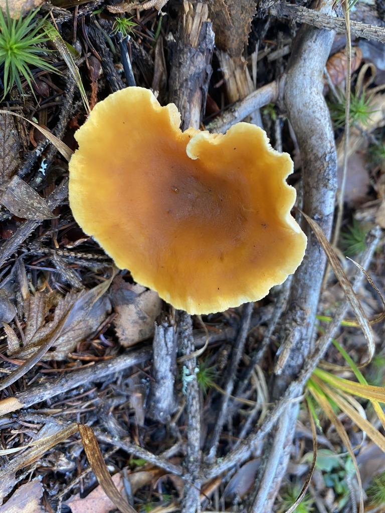 Hygrophoropsis aurantiaca · November 2025 · photo: © pei-ott (iNaturalist, cc-by)